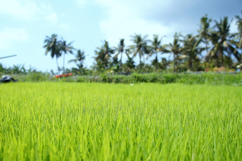 Barn N Bunk Hotel Gianyar  Exterior photo